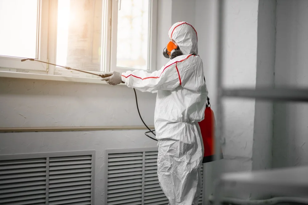 Professional mold remediation services in Rifle, CO